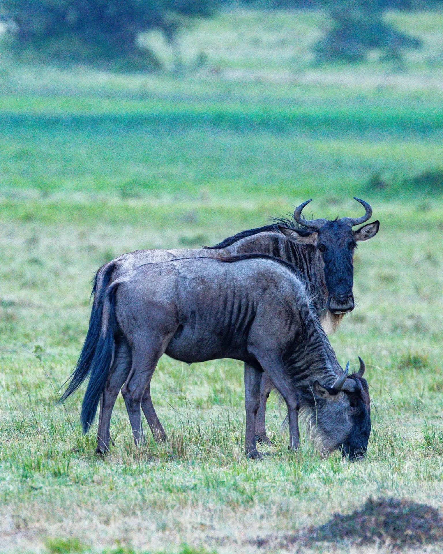 Wildebeest on the Mara plains