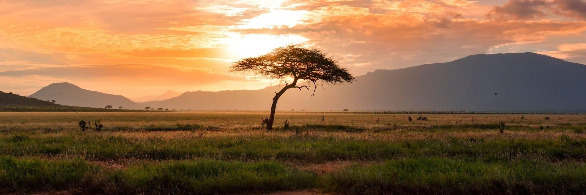 Sunset light pouring across the Kenyan savannah