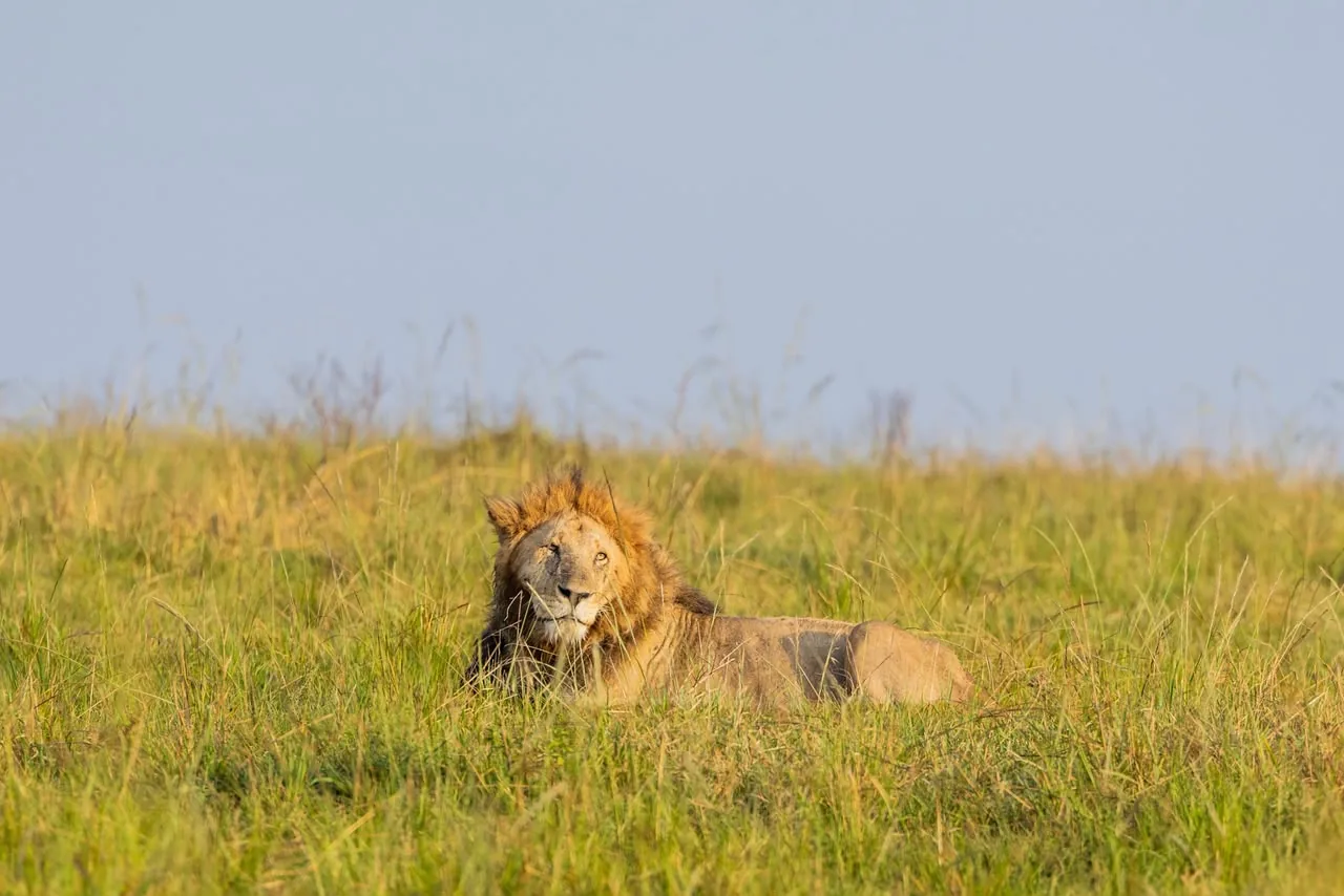 Male lion resting in Mara grassland near Oltukai