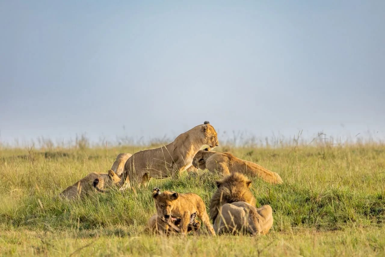 Lion pride on the Maasai Mara plains