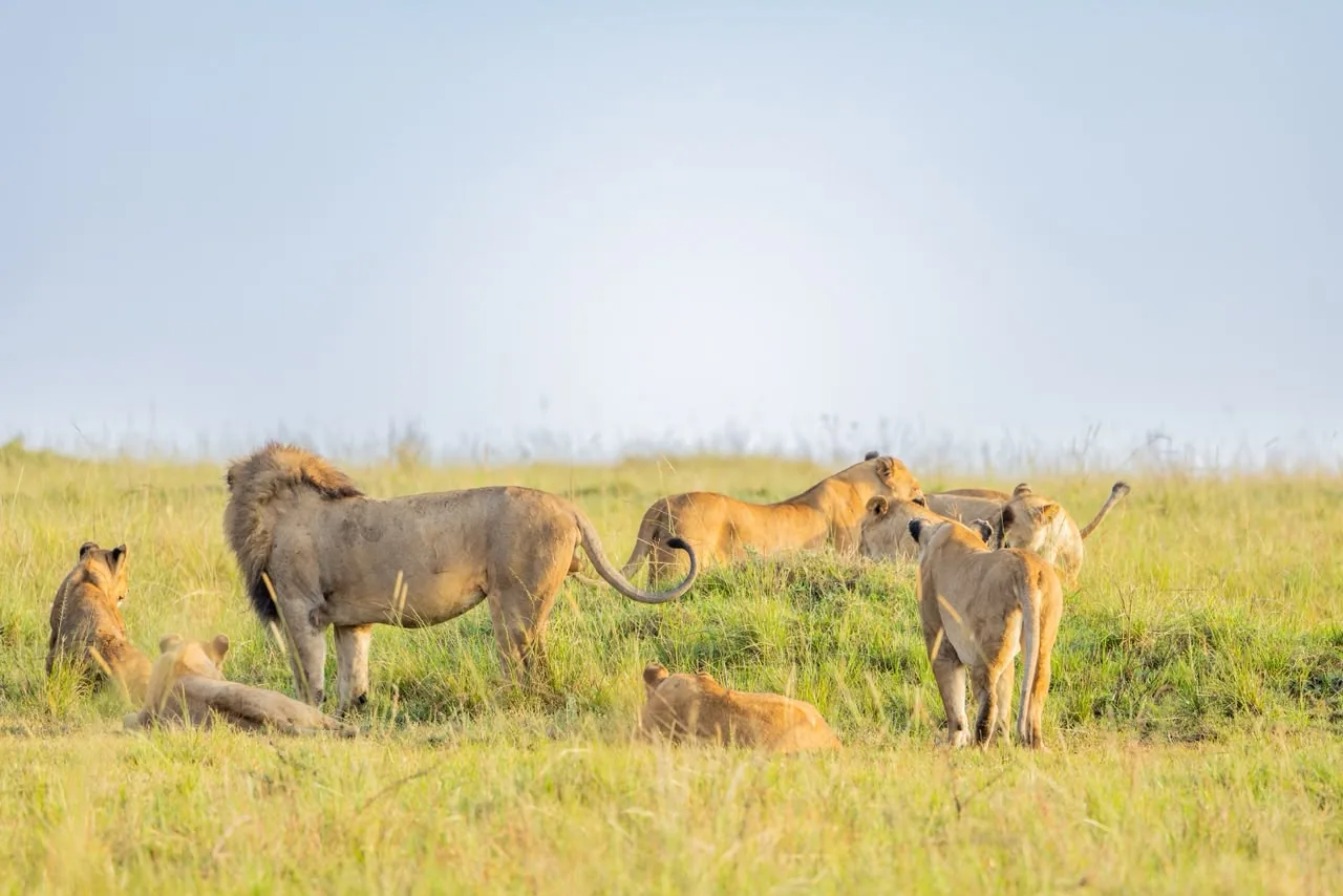 Lion family moment captured on game drive