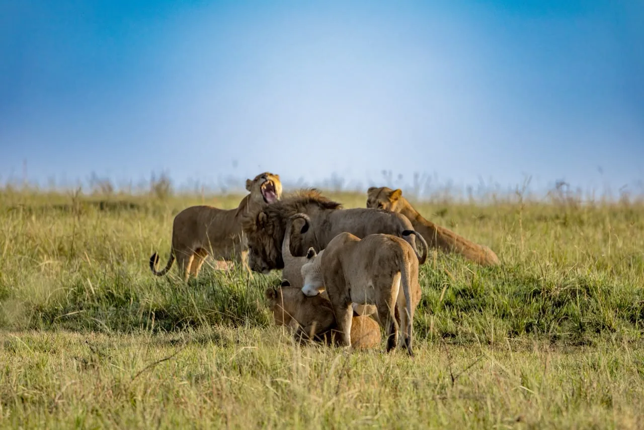 Lions in tall grass near Oltukai Mara Camp