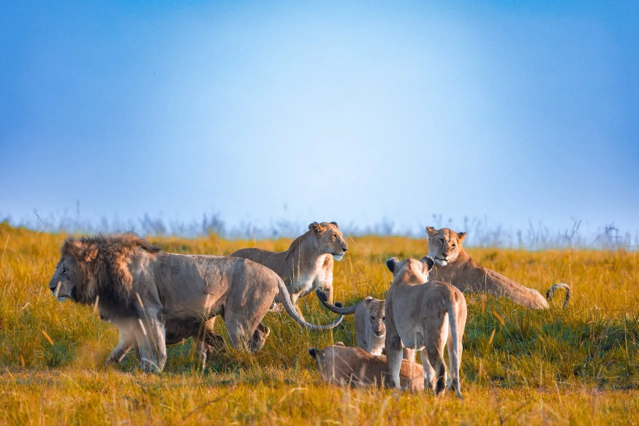 Close encounter with lions in the Mara