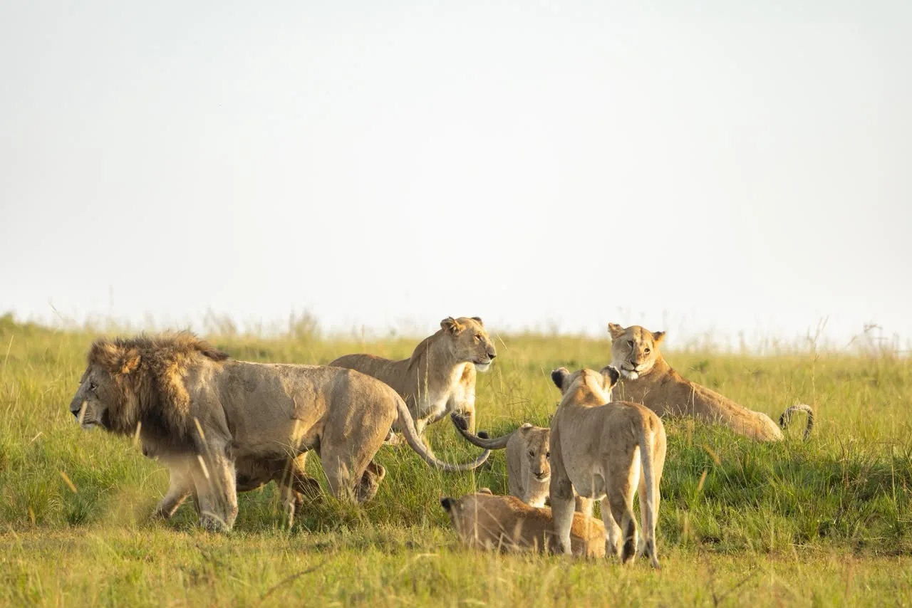 Lion pride at rest in the savannah