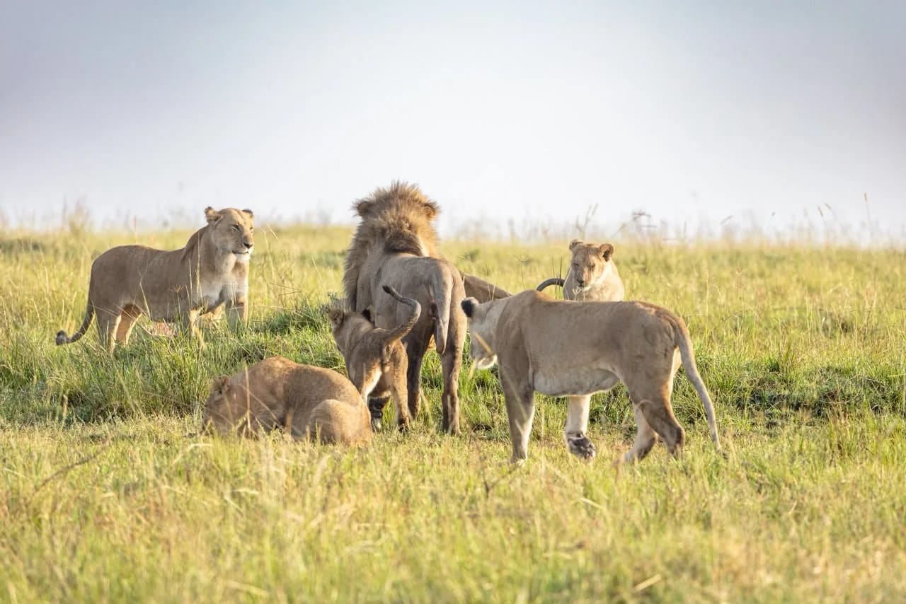 Majestic lion in golden Mara light