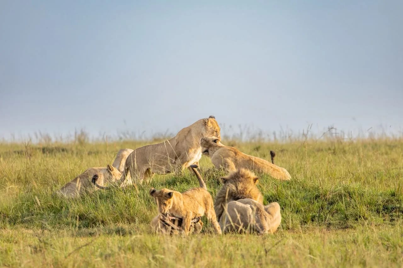 Lionesses and cubs on the plains