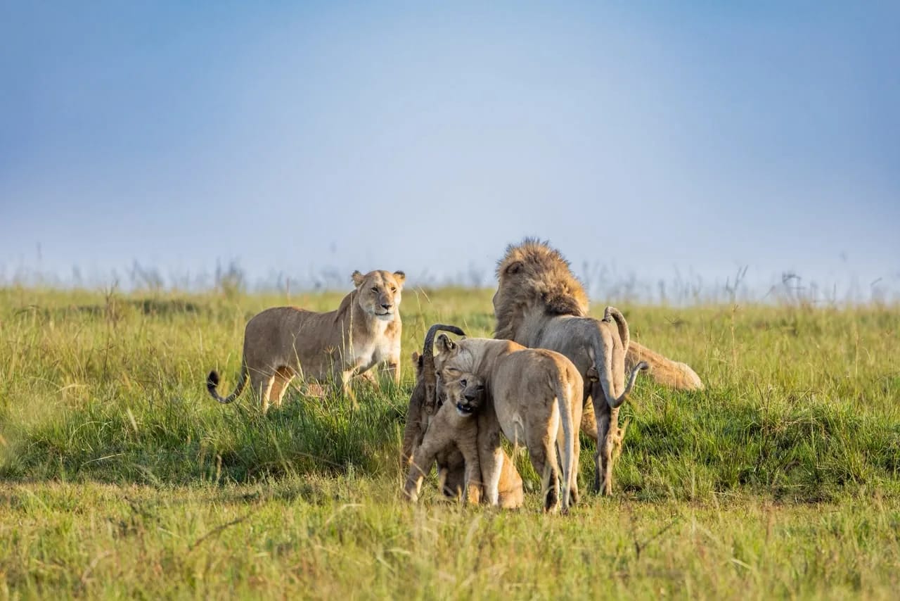 Pride life in the Maasai Mara