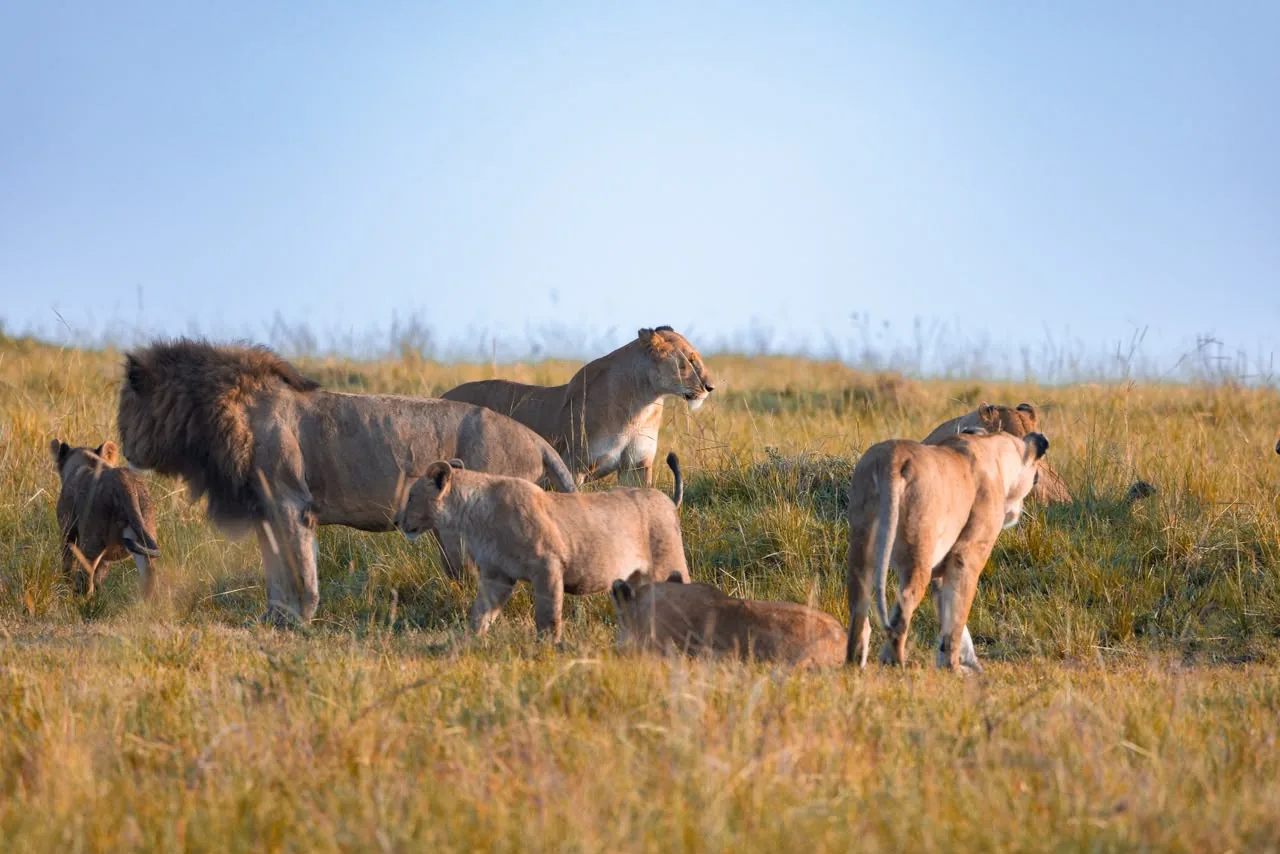 Iconic Mara lions, reception print favourite