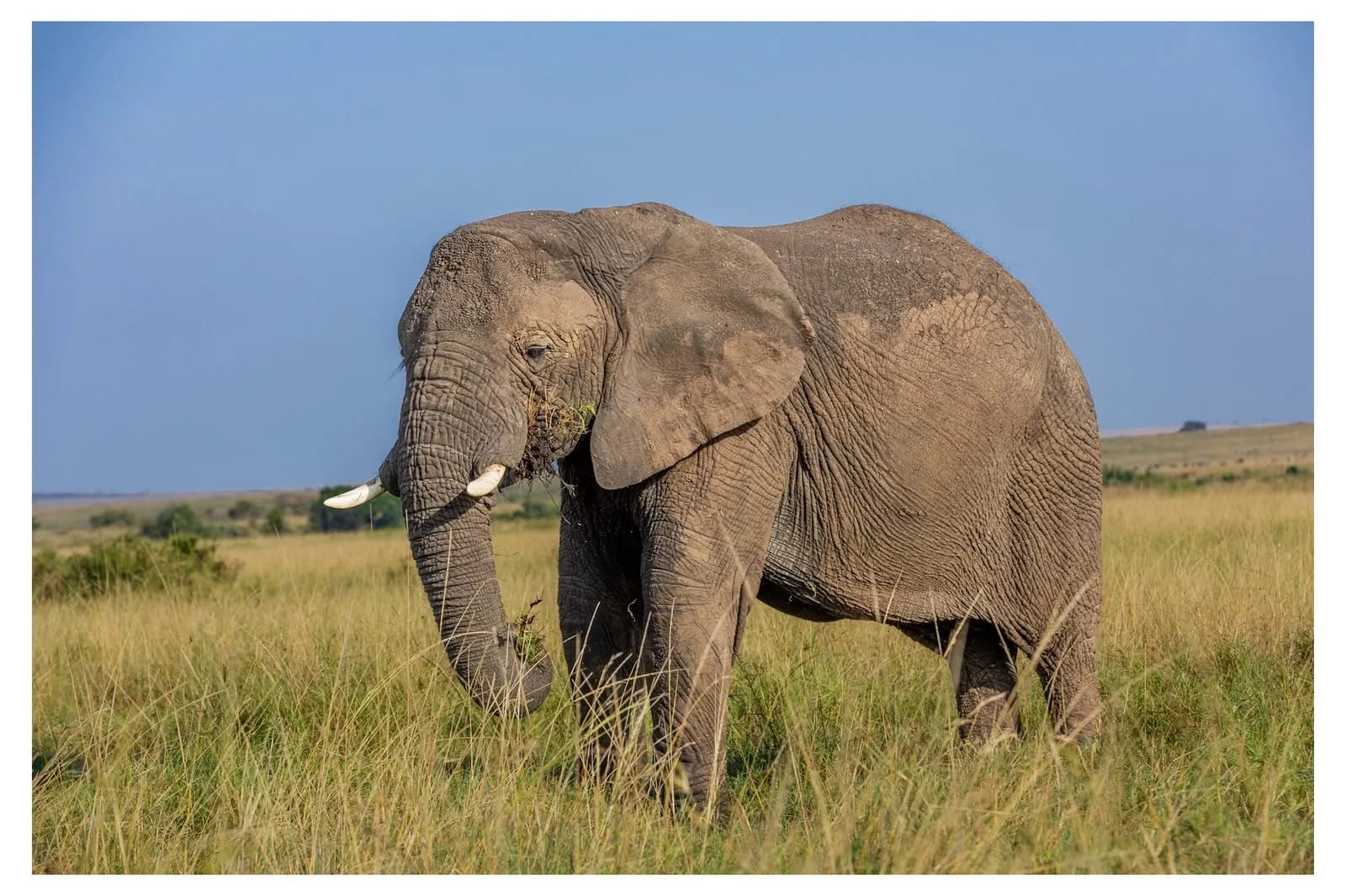 Big Five safari in the Maasai Mara