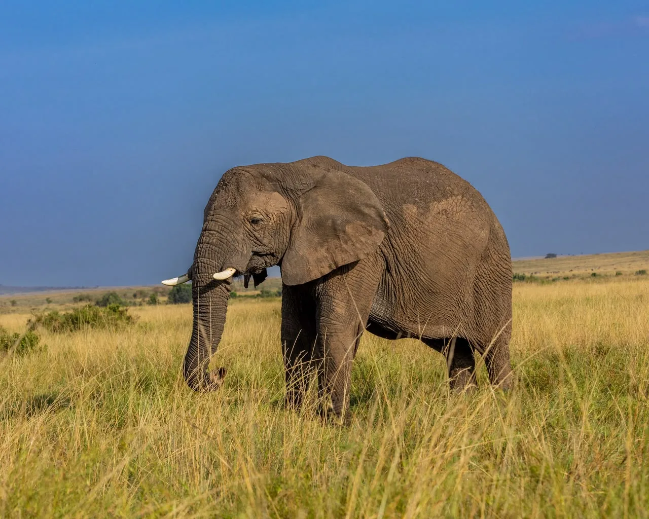 Big Five safari in the Maasai Mara