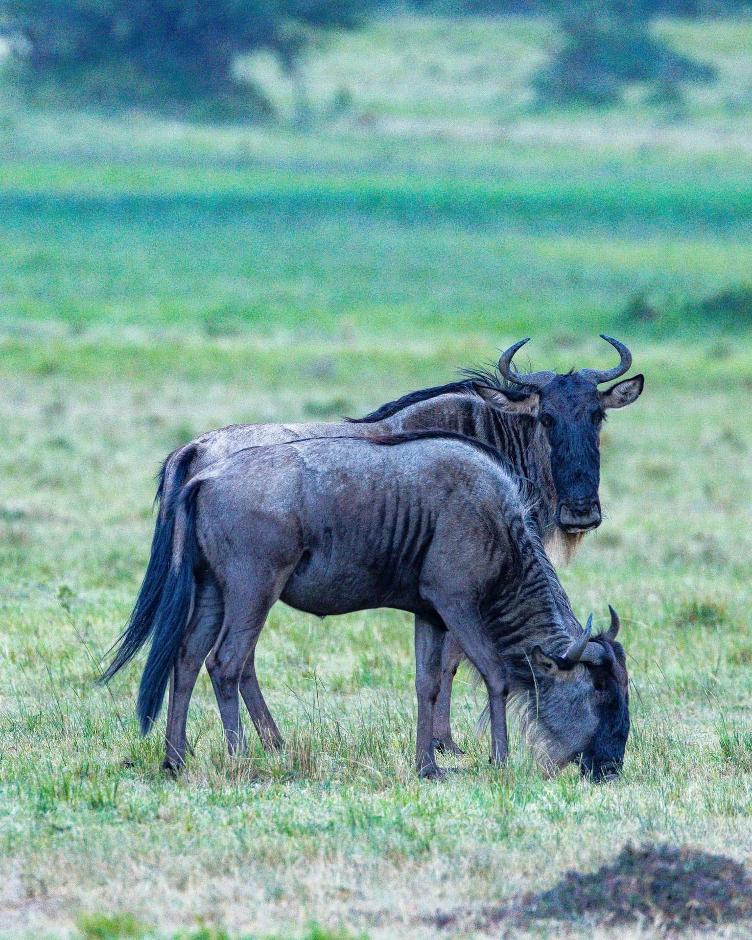 Great Migration stay in the Maasai Mara