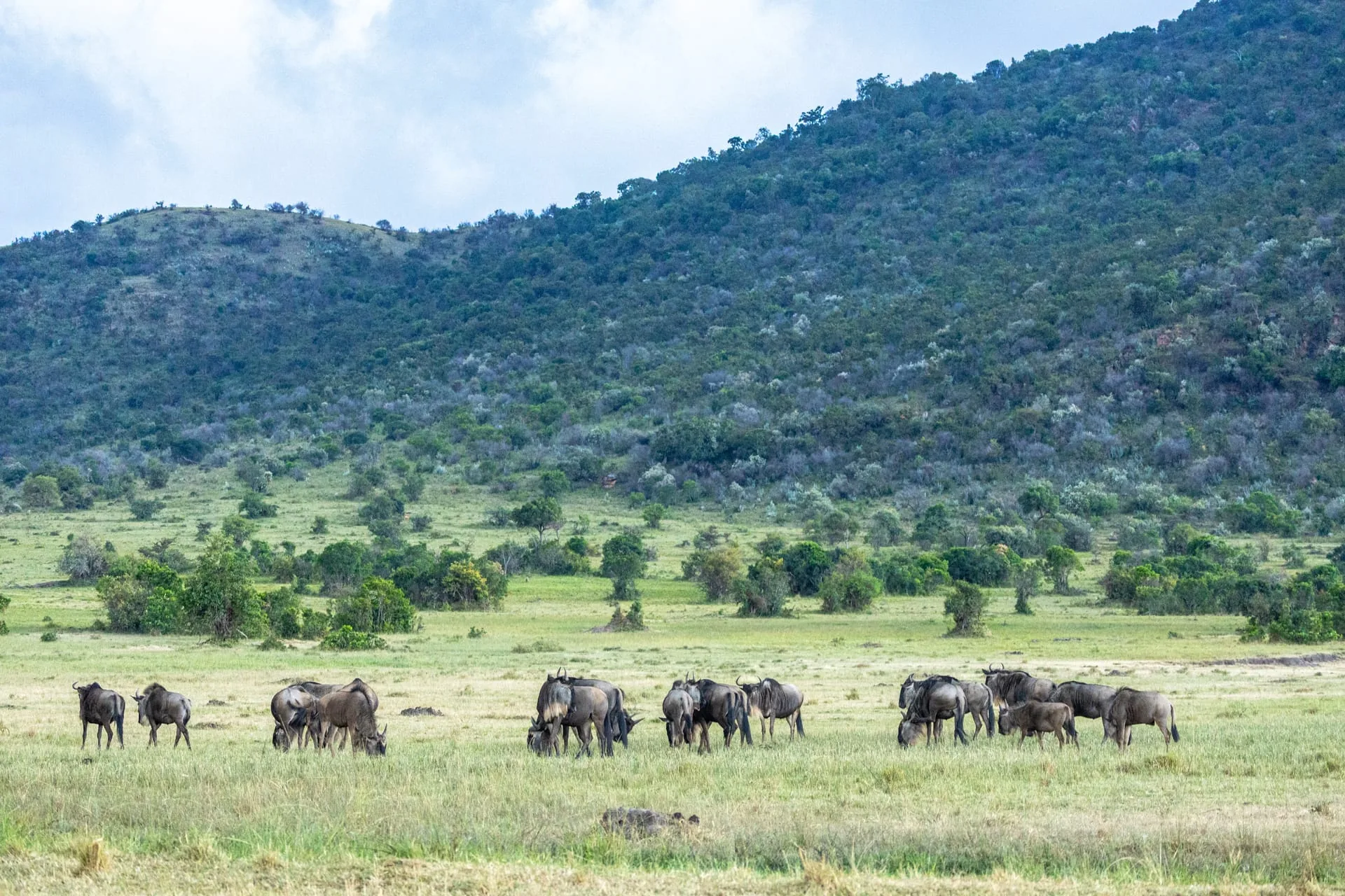 Maasai Mara safari from Oltukai Mara Camp
