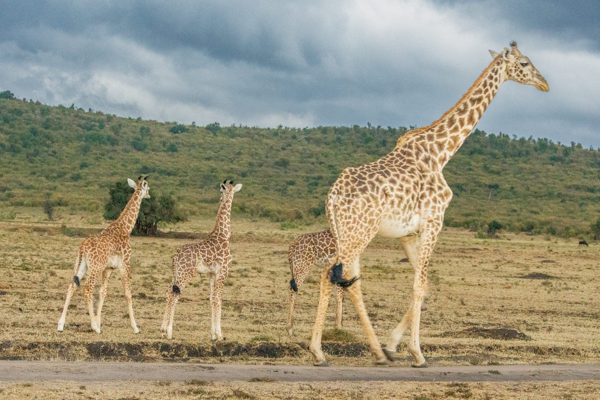 Game Drives