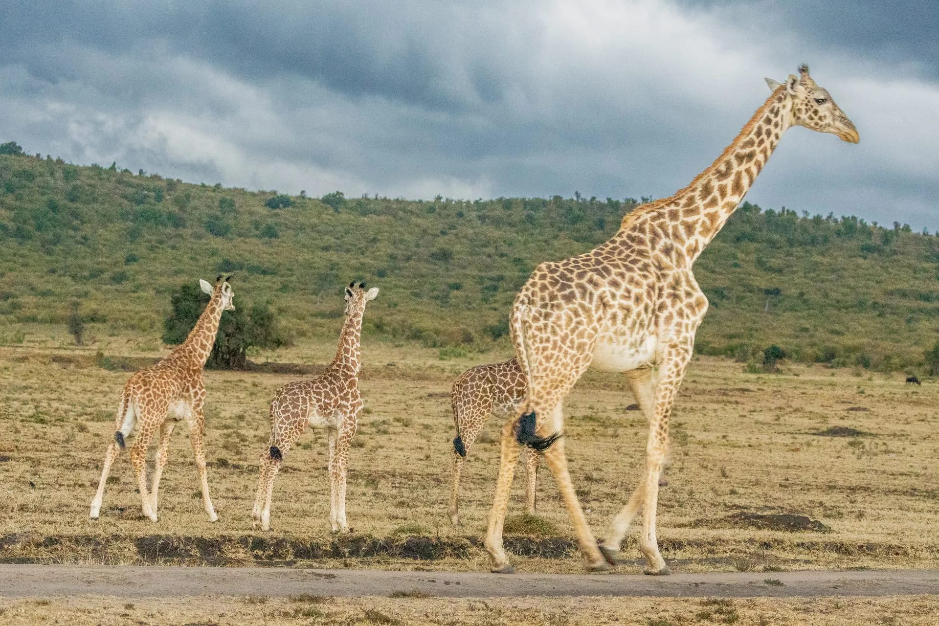 Photography Safari at Oltukai Mara Camp