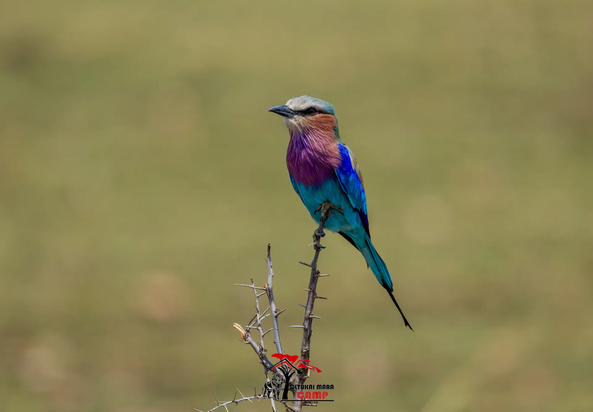 Bird Watching at Oltukai Mara Camp