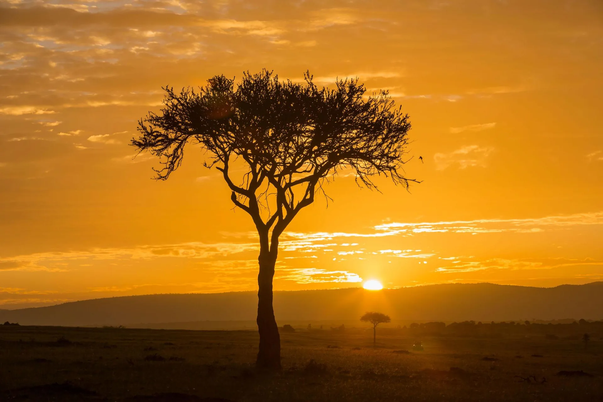 Bird watching in the Maasai Mara