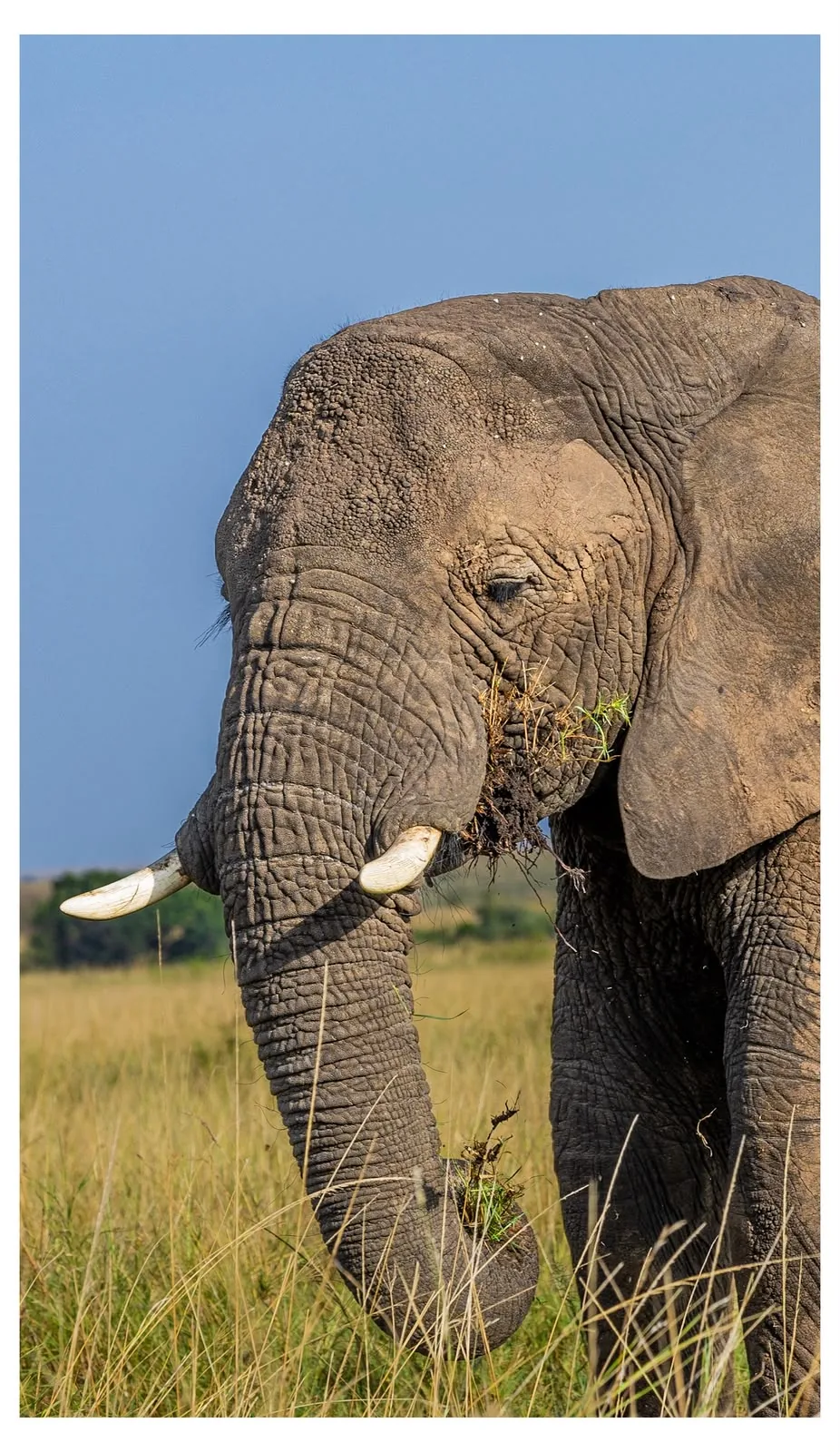Close view of an elephant in the Maasai Mara