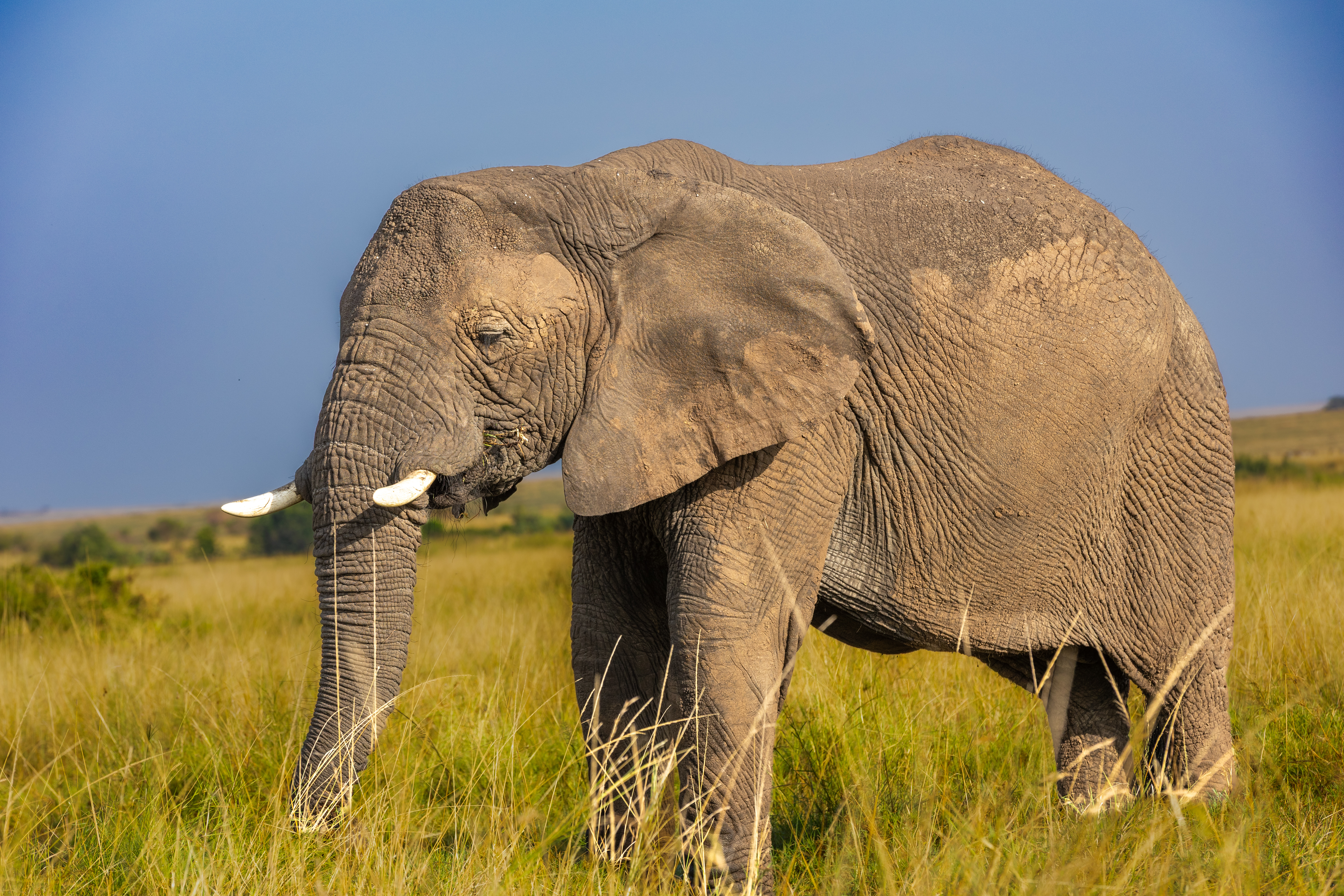 African elephant eating grass in the savannah near Oltukai Mara Camp