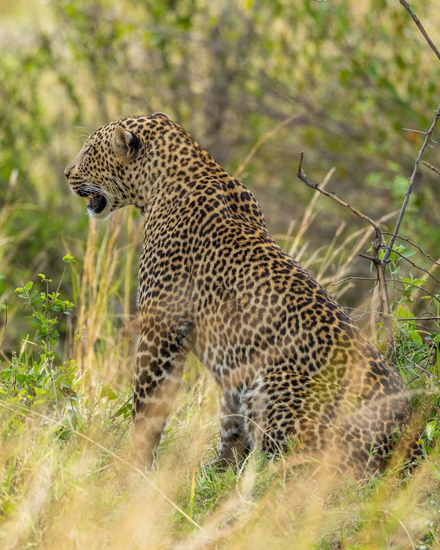 Leopard in dappled light among Mara woodland