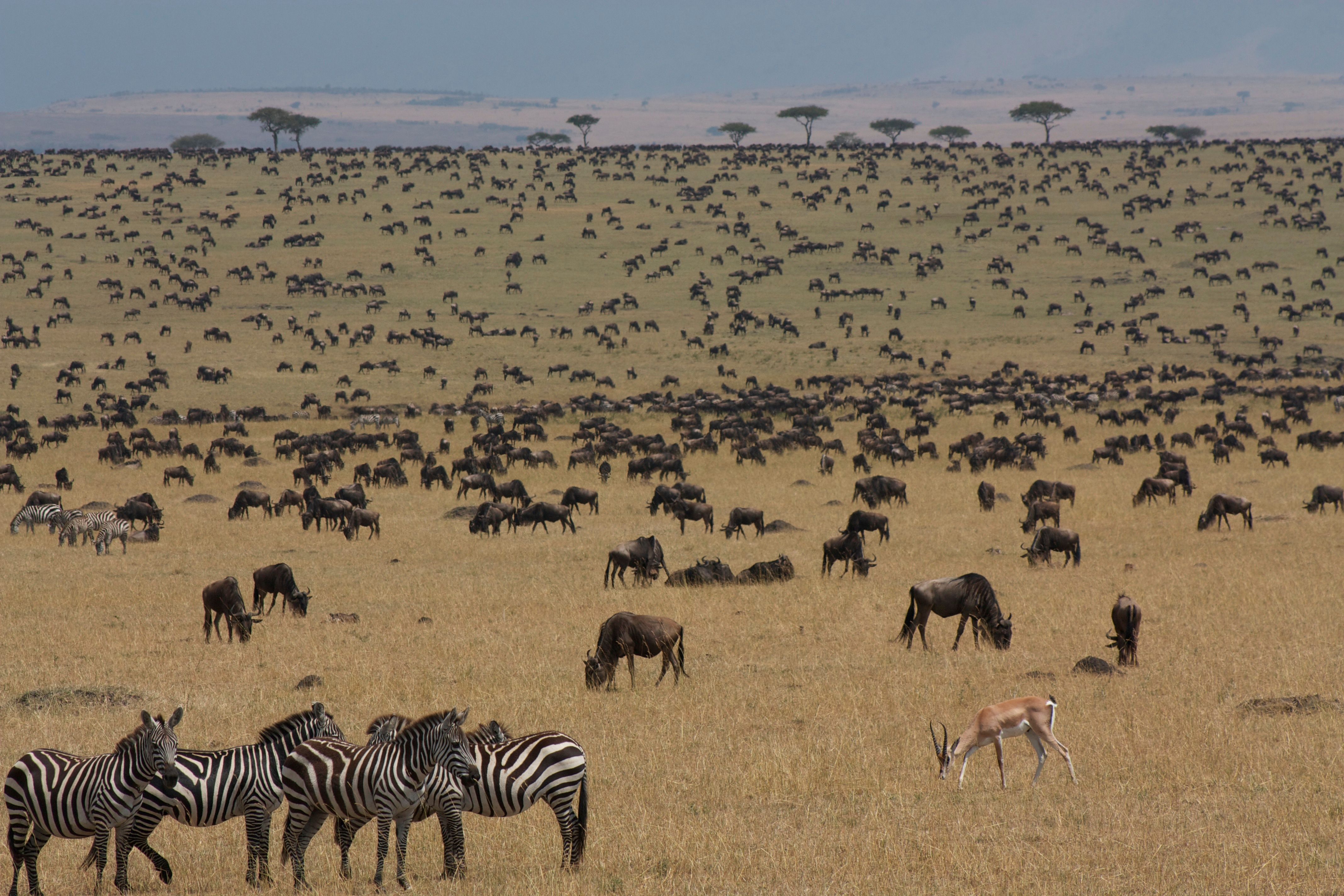 Wildebeest arriving on the Maasai Mara grasslands