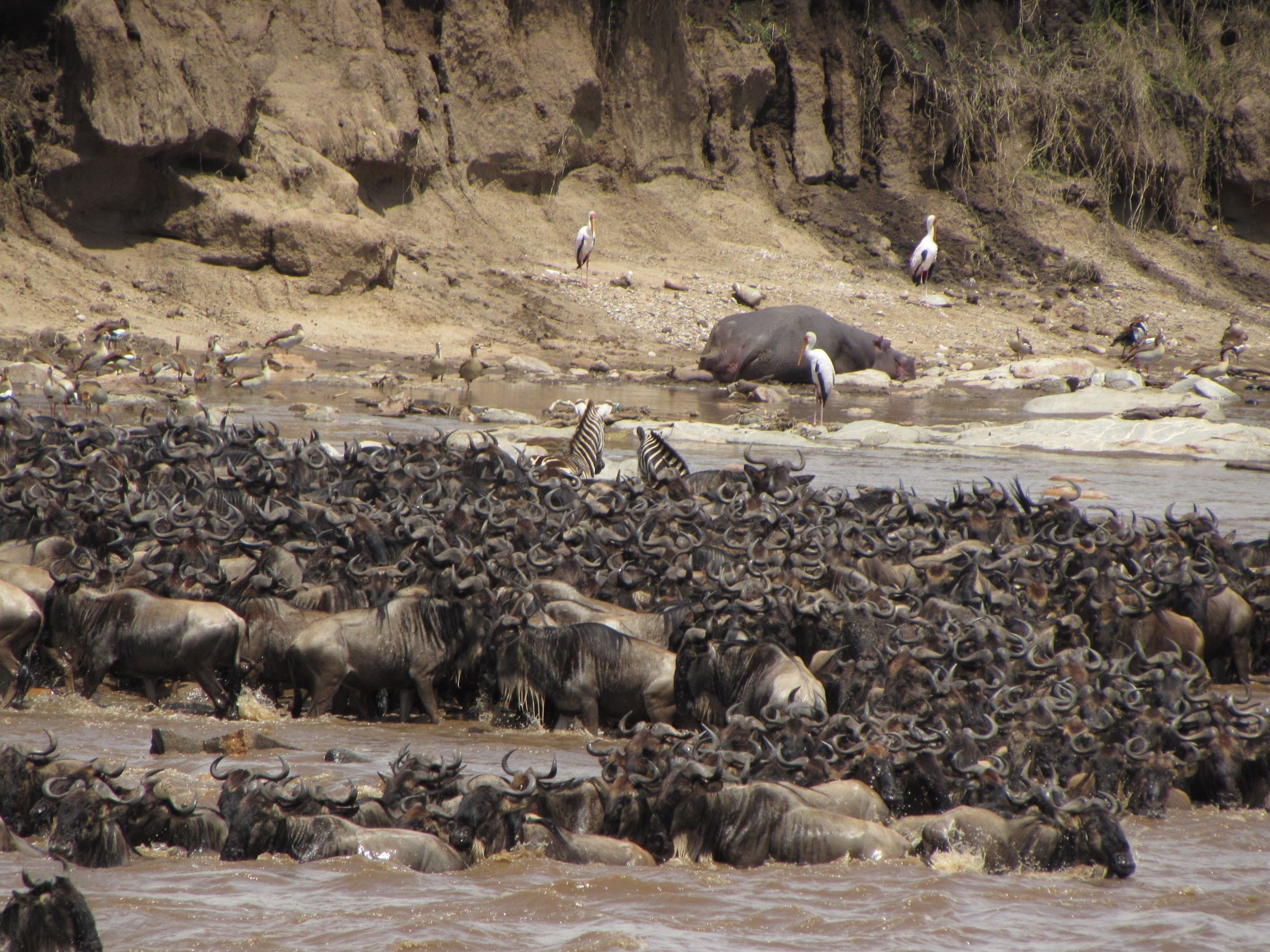 Dramatic Mara River crossing during migration season