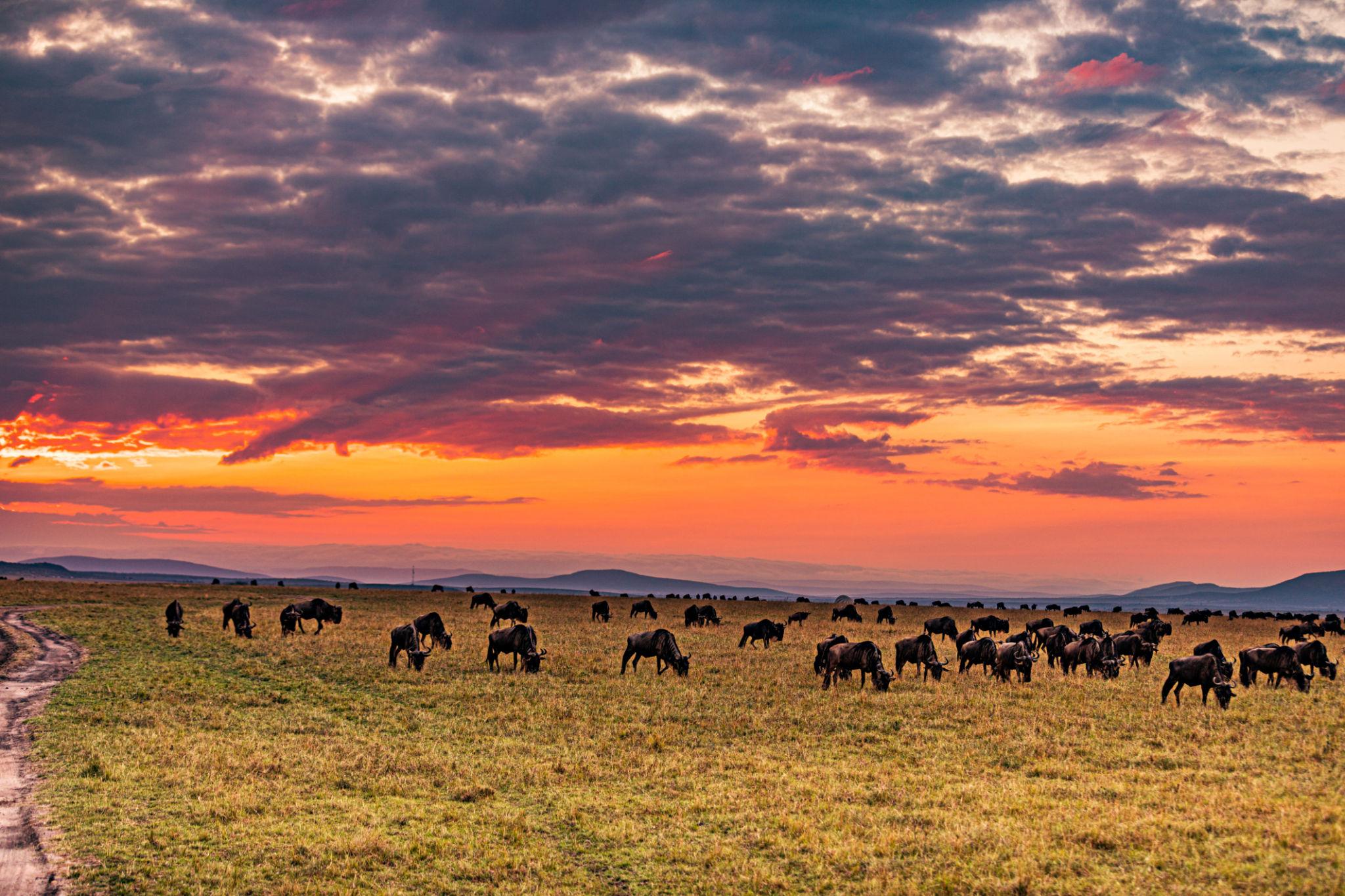Herds moving onward as the migration season turns