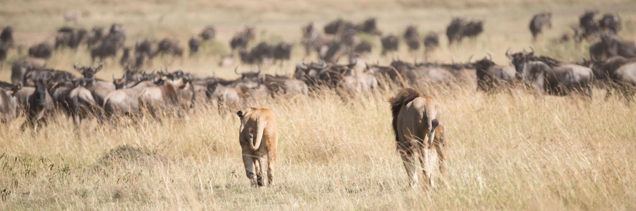 Predator watching migration herds on the Mara plains