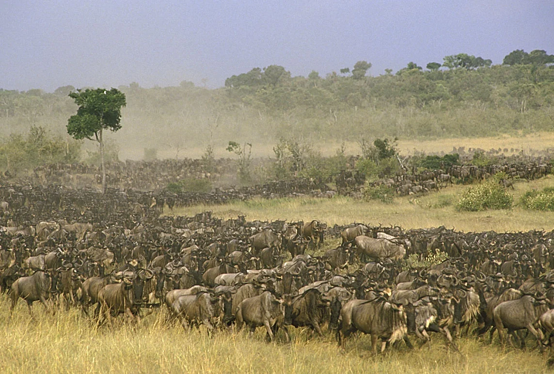 Herds gathering on the plains before the Great Migration crossing