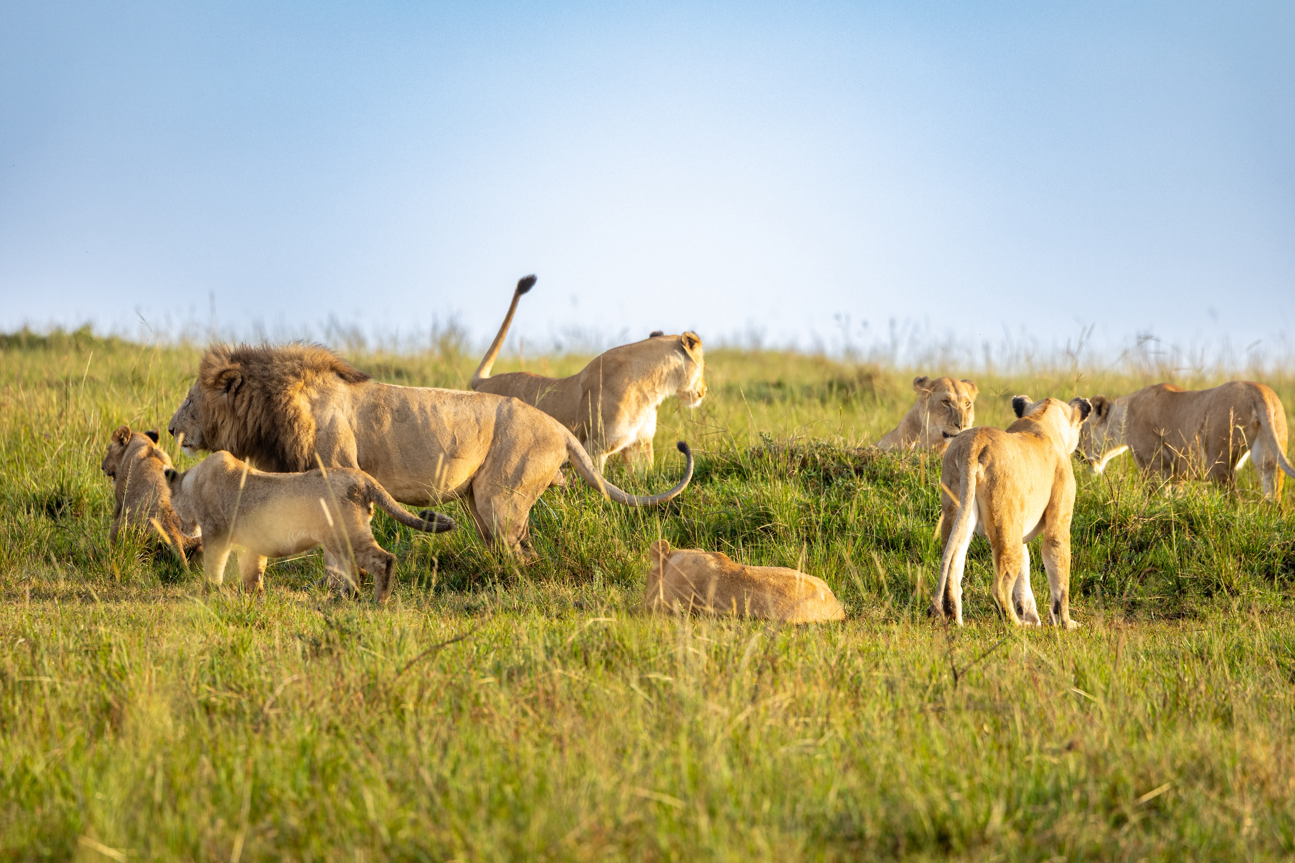 Lion pride with cubs in golden Maasai Mara grassland near Oltukai Mara Camp