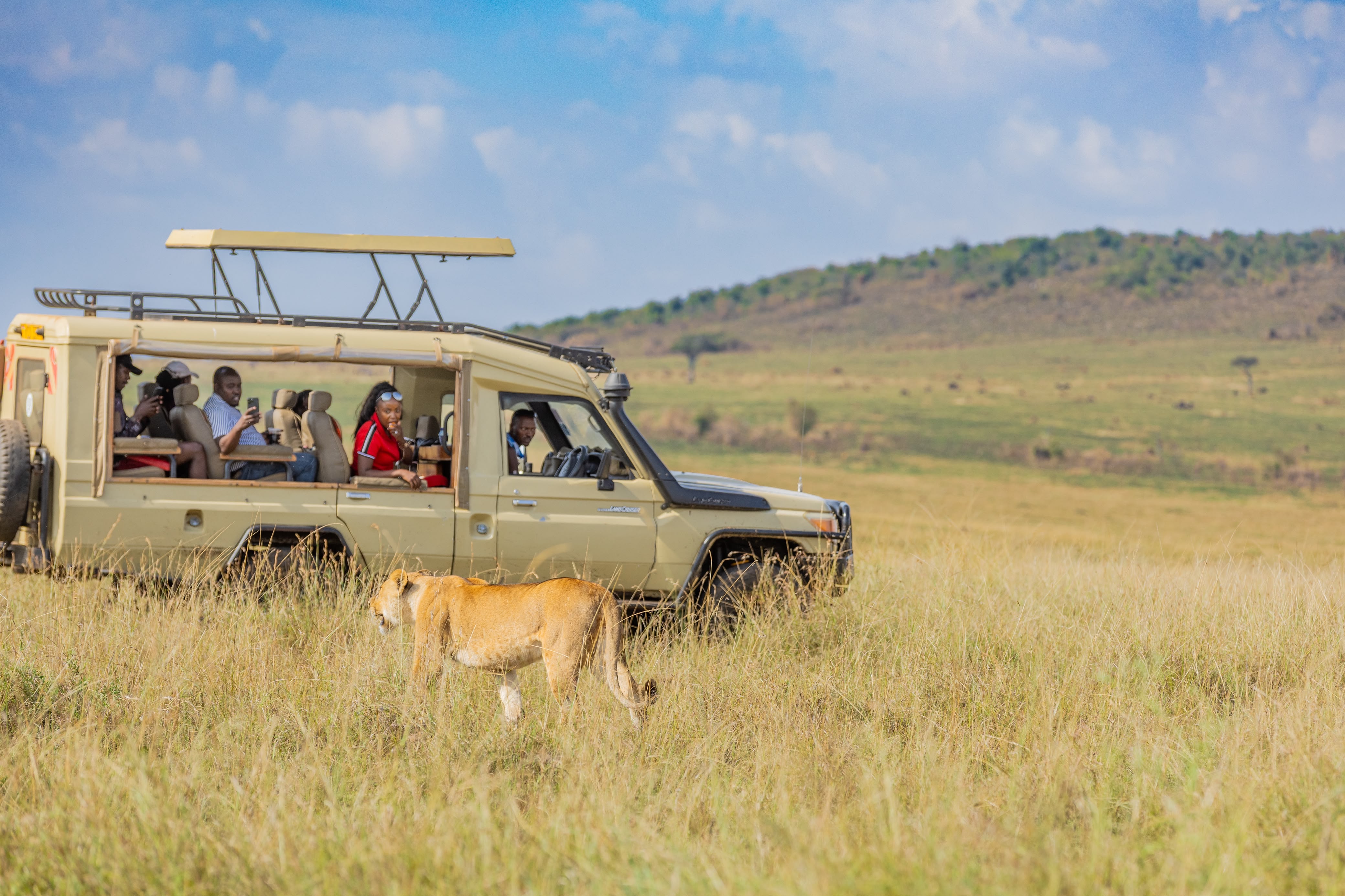 Lioness passing an Oltukai safari vehicle on a Maasai Mara game drive